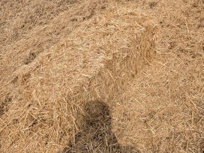 Small Square Straw Bales for Livestock Bedding or Garden Mulch
