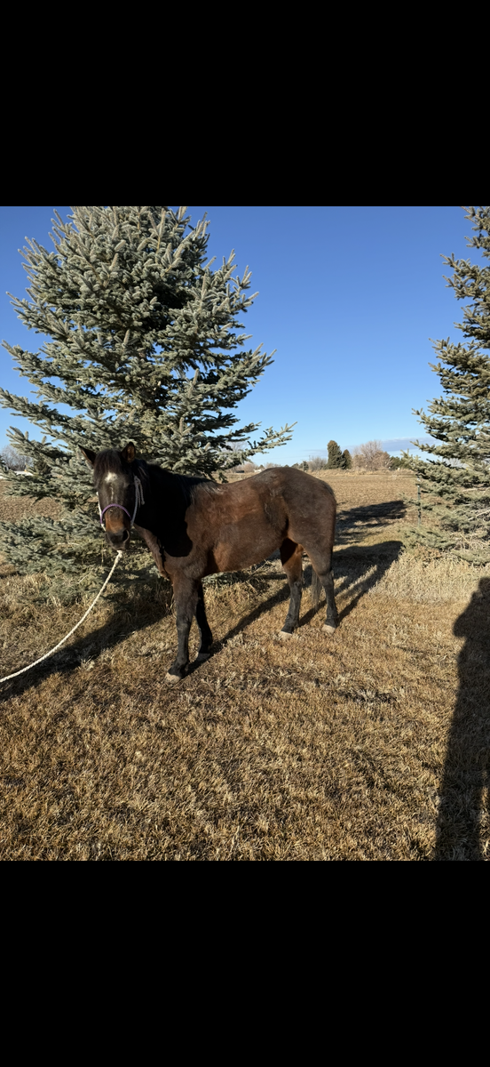 12 year old roan mare