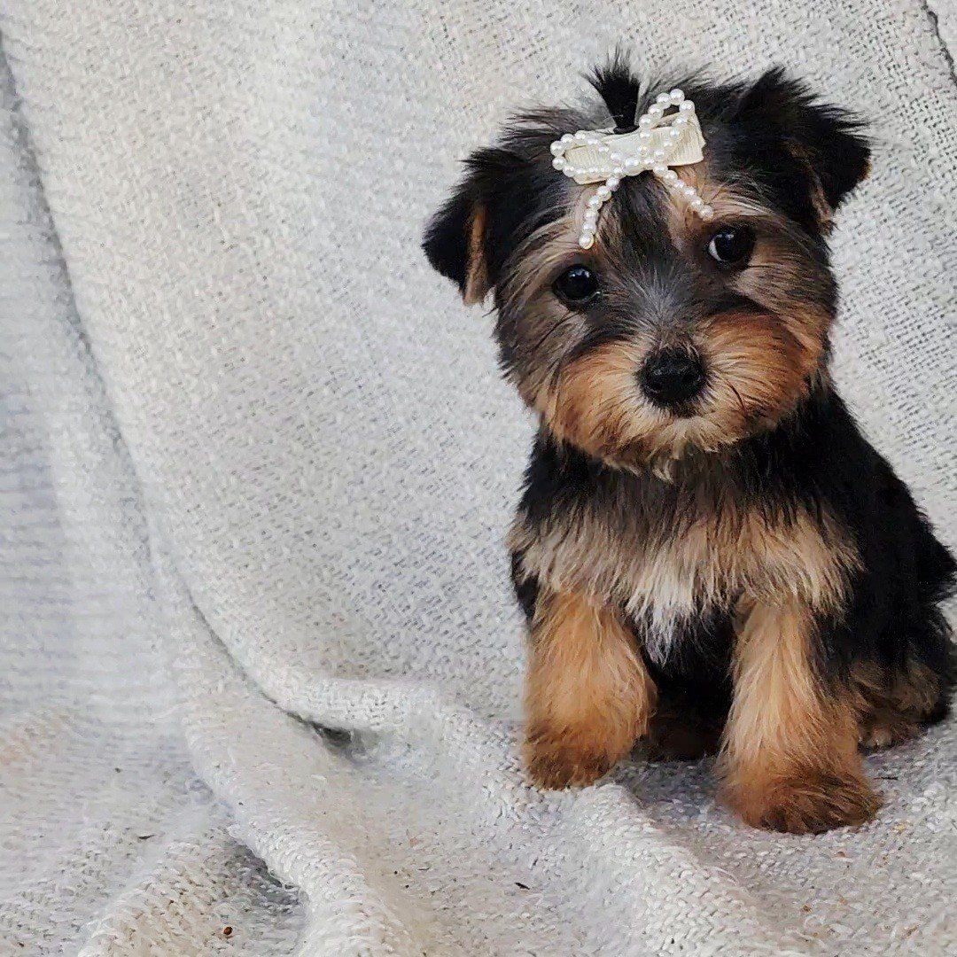 AKC Teacup Yorkie Girls