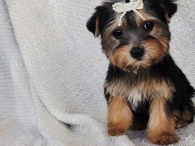 AKC Teacup Yorkie Girls