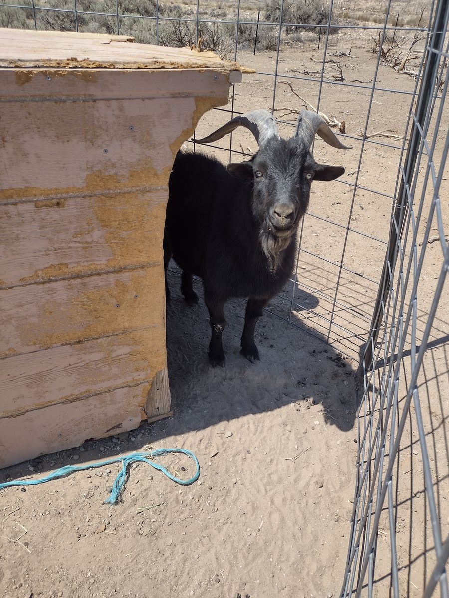 Breeding Buck (Billy) for sale