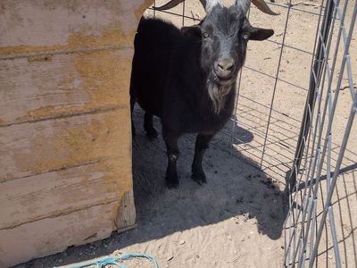 Breeding Buck (Billy) for sale