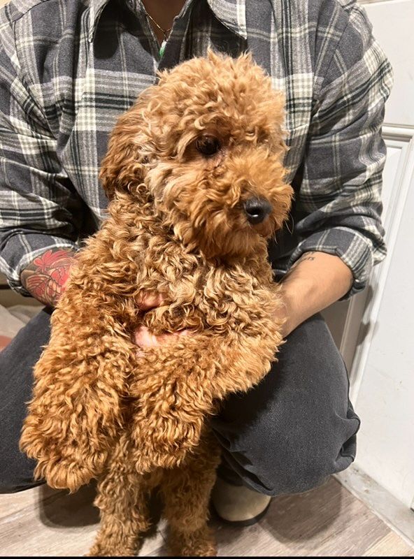 Akc Toy poodle