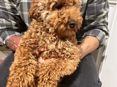 Akc Toy poodle