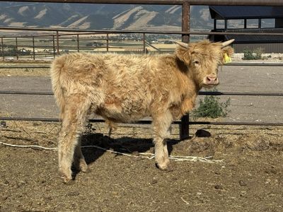 Highland Steers