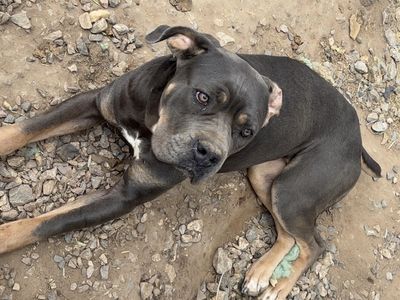 Cane corso