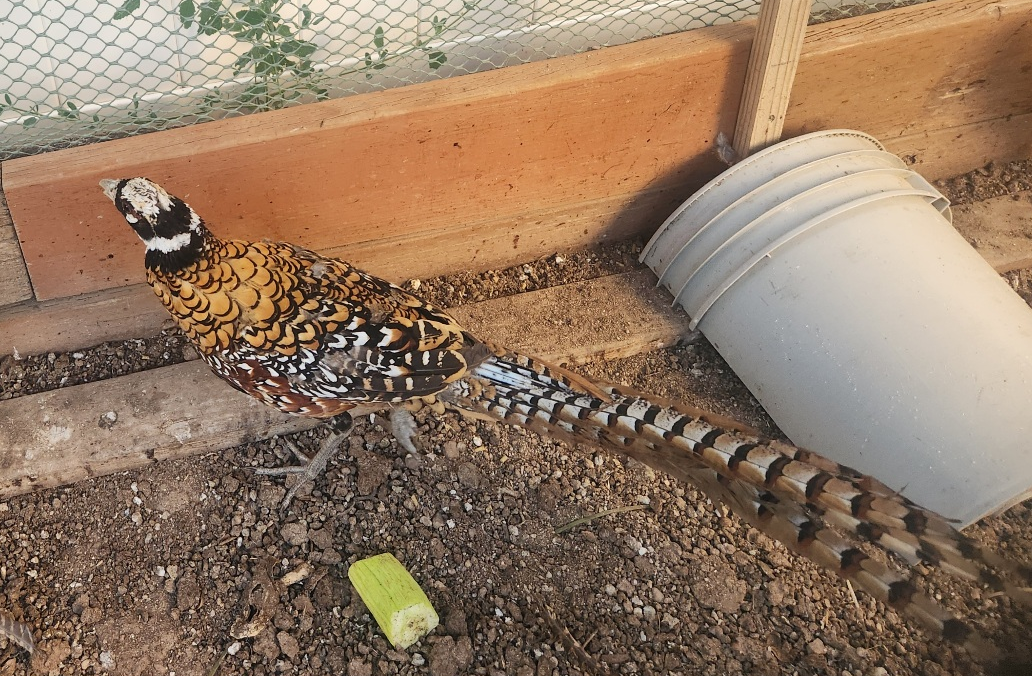 Reeves Pheasant Rooster with Long Tail