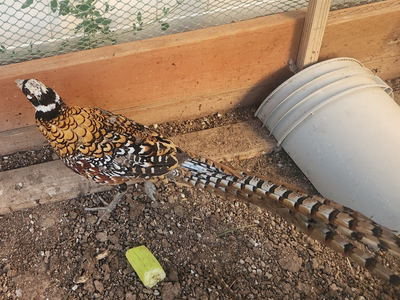 Reeves Pheasant Rooster with Long Tail