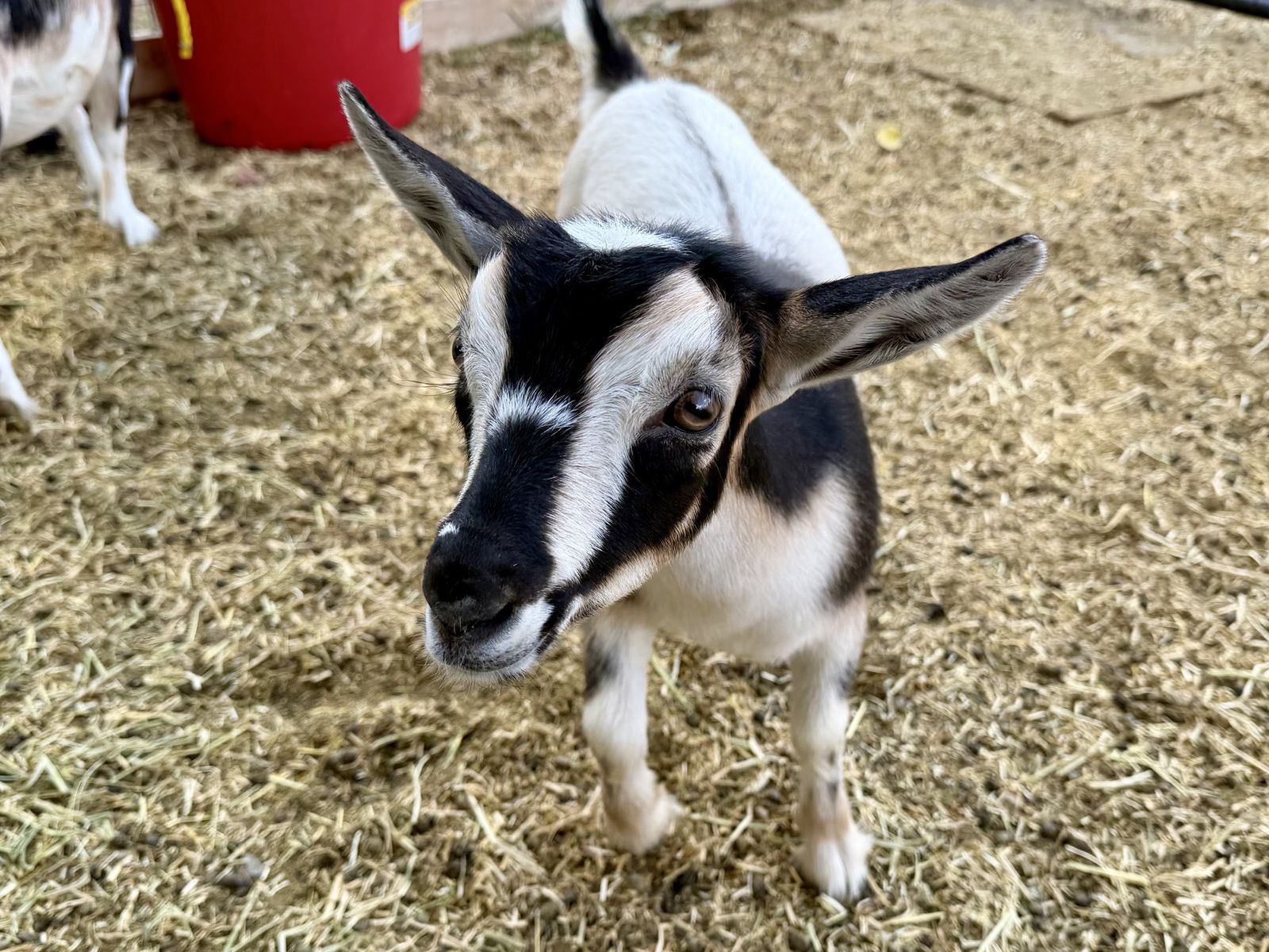 Nigerian Dwarf Doeling