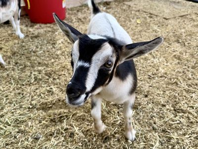 Nigerian Dwarf Doeling