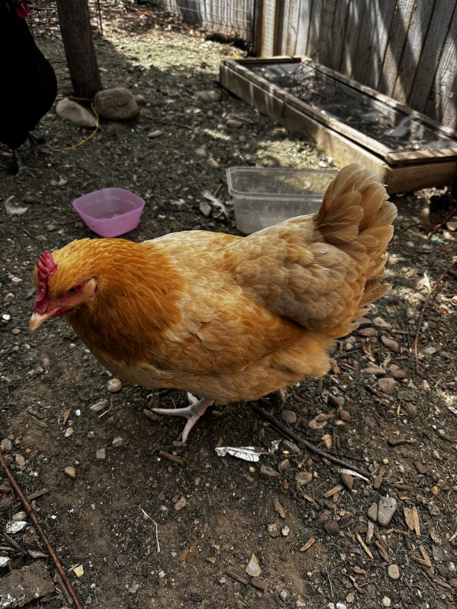 Buff Orpington hen