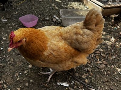 Buff Orpington hen