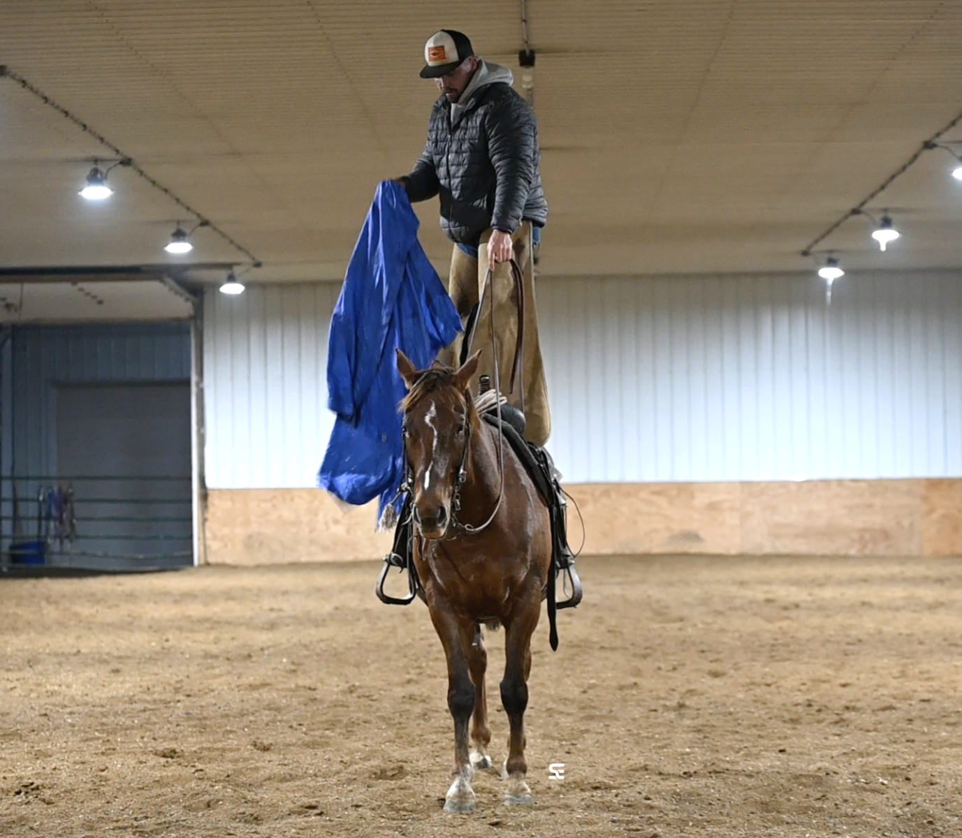 ENDING TODAY - Easygoing, Broke Sorrel Gelding — Great With a Group!