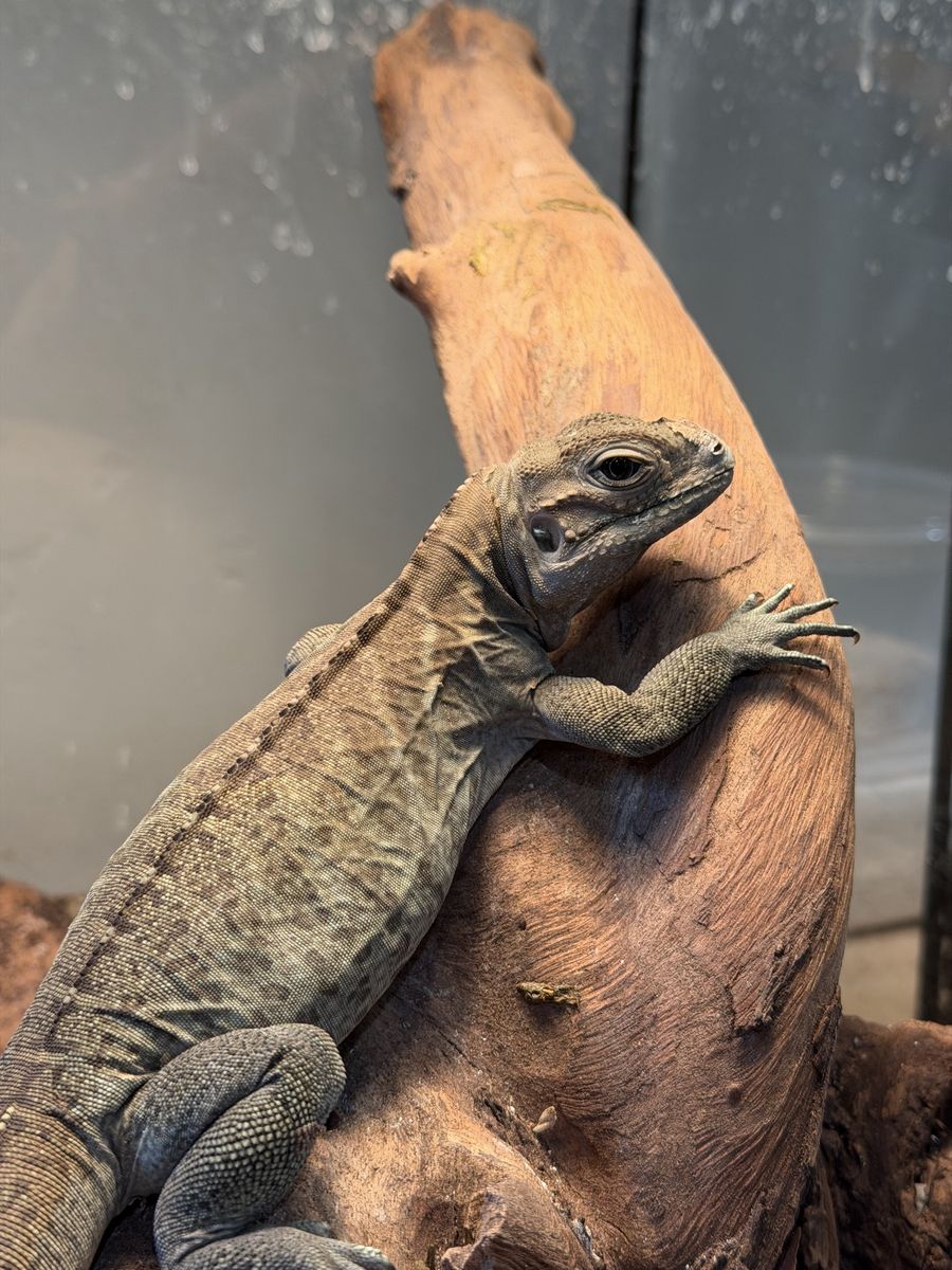 Baby Rhino Iguana