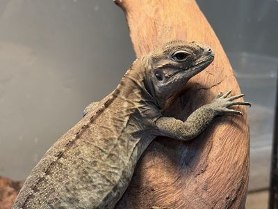 Baby Rhino Iguana