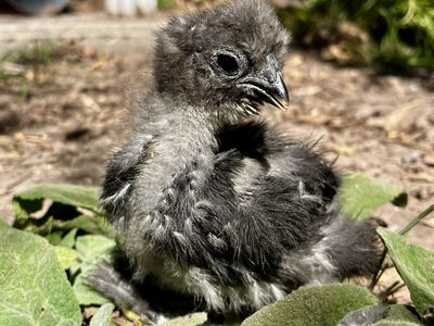Black Silkie Bantam Cockrel 4-5 Weeks