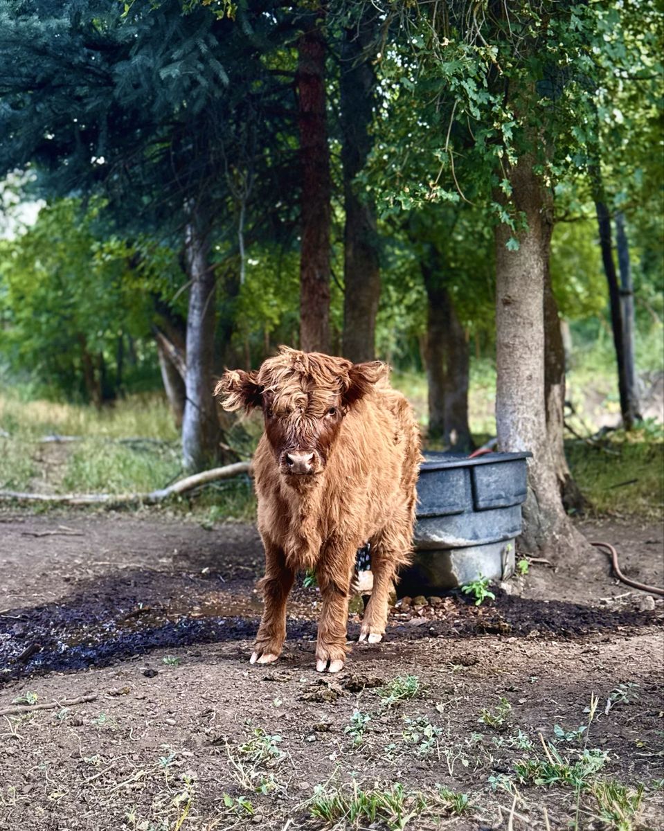 Highland Cow Calf - Great breeding stock or pet.