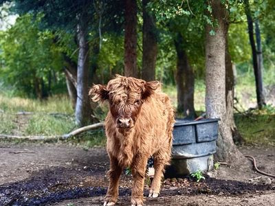 Highland Cow Calf - Great breeding stock or pet.