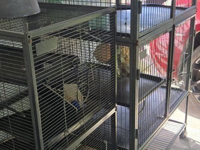 ferret cage