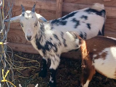 Blue eyed Nigerian dwarf doelings **Price reduced**