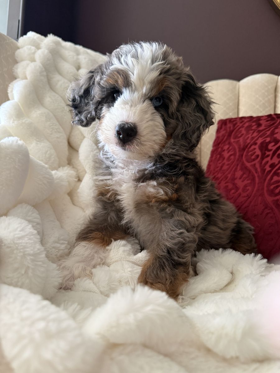 Mini Bernedoodle Puppies -   8-Weeks Old, Call Jackie at (435) 770-7228
