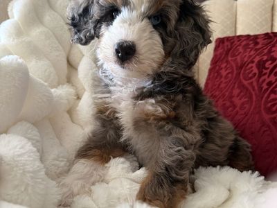 Mini Bernedoodle Puppies - 8-Weeks Old, Call Jackie at (435) 770-7228