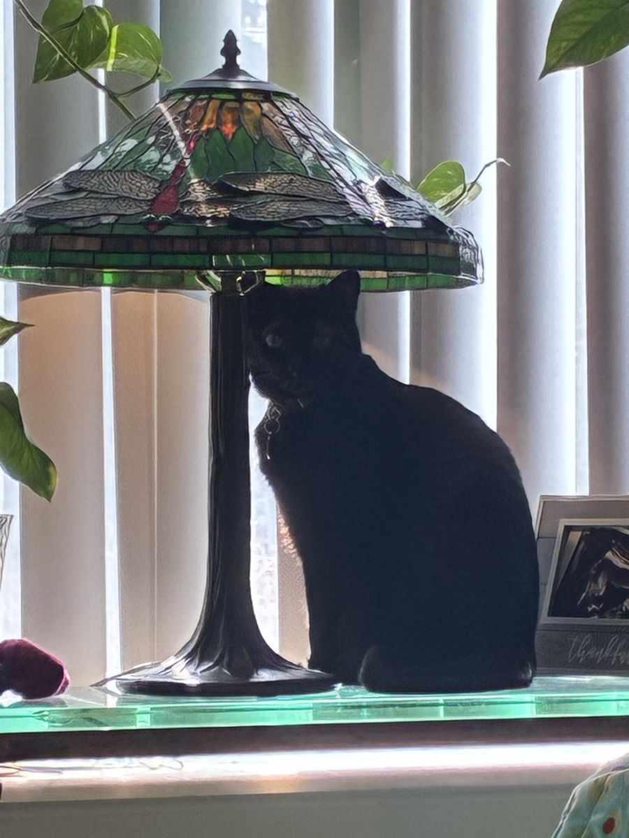 Free, 2 amazing female cats