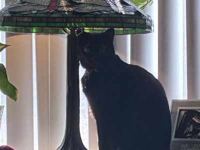 Free, 2 amazing female cats