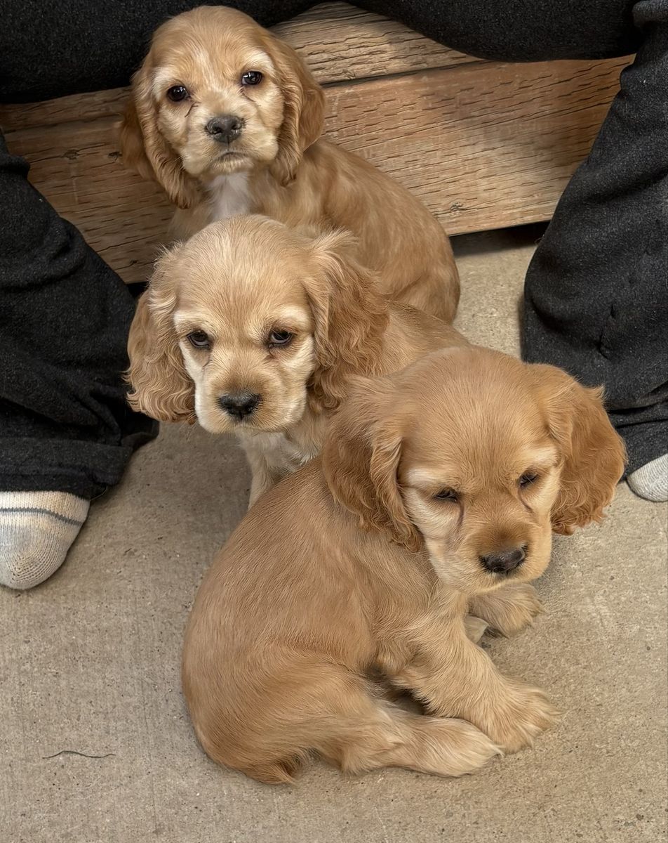 Easter Cocker Spaniel Puppies