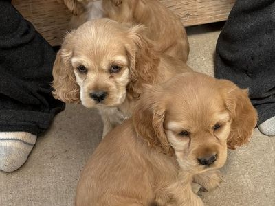 Easter Cocker Spaniel Puppies