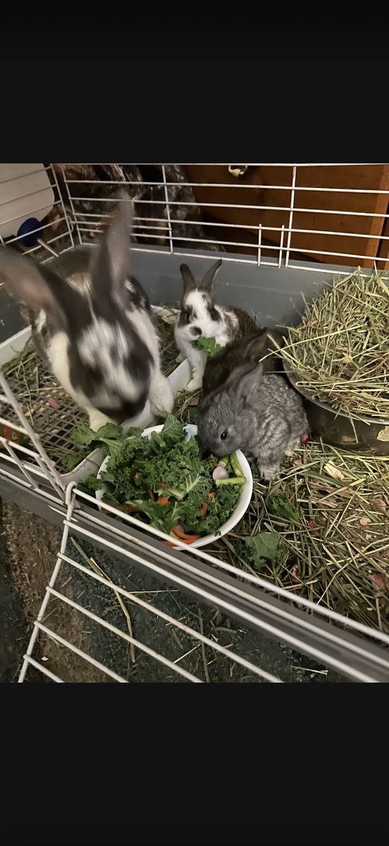 baby Rex Dwarf Bunnies