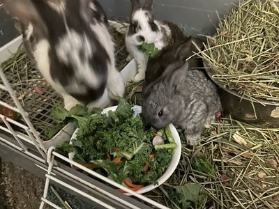 baby Rex Dwarf Bunnies