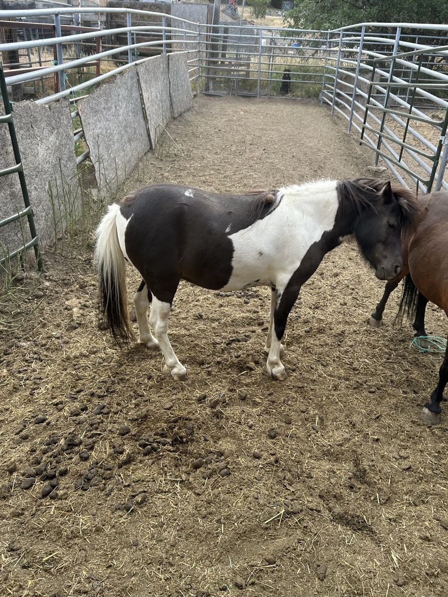 4-Year-Old Paint Miniature Horse filly