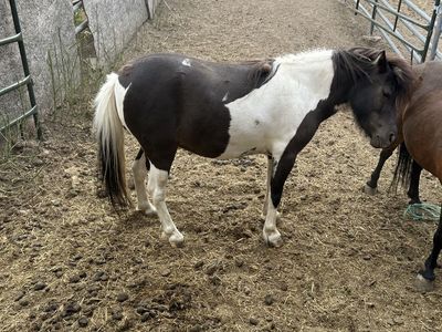 4-Year-Old Paint Miniature Horse filly