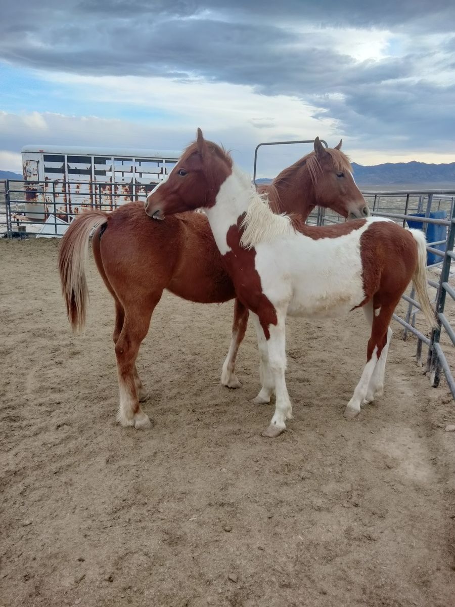 2 stud colts for sale one Friesian cross, one gaited saddlebred cross