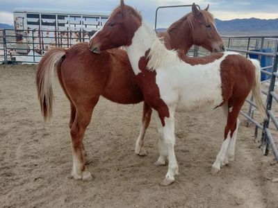 2 stud colts for sale one Friesian cross, one gaited saddlebred cross
