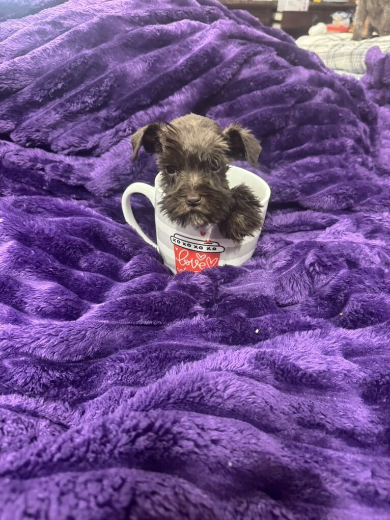 AKC Mini Schnauzer Puppies Tea Cup Size