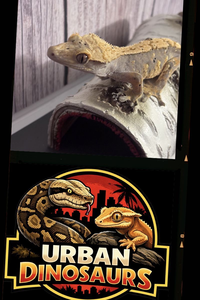 Dalmatian Crested gecko