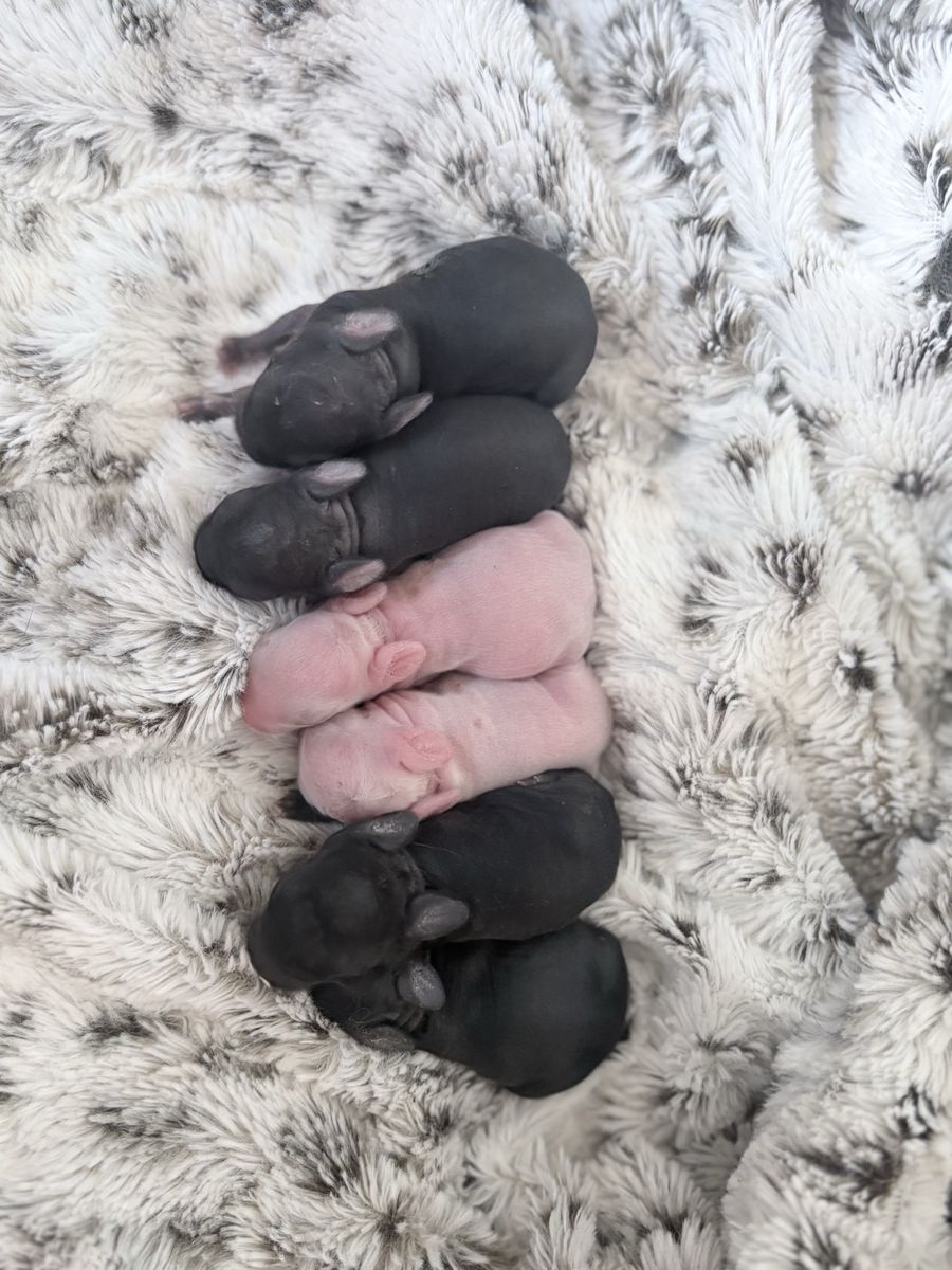 Cute little part Netherland dwarf baby bunny rabbits for sale!
