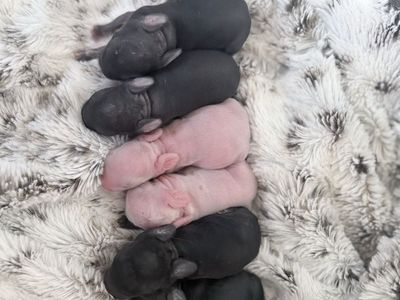 Cute little part Netherland dwarf baby bunny rabbits for sale!