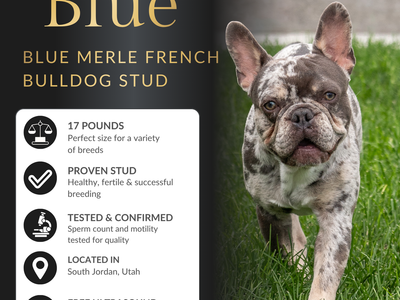 Regal AKC french Bulldog Stud Excellent Health and Temper