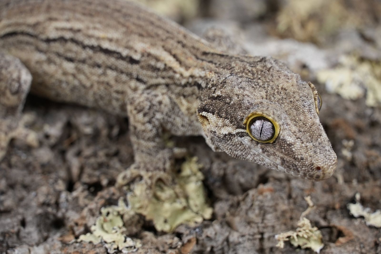 White stripe gargoyle gecko
