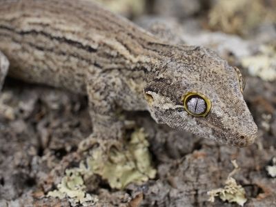 White stripe gargoyle gecko