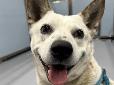 Hello my name is Cheese