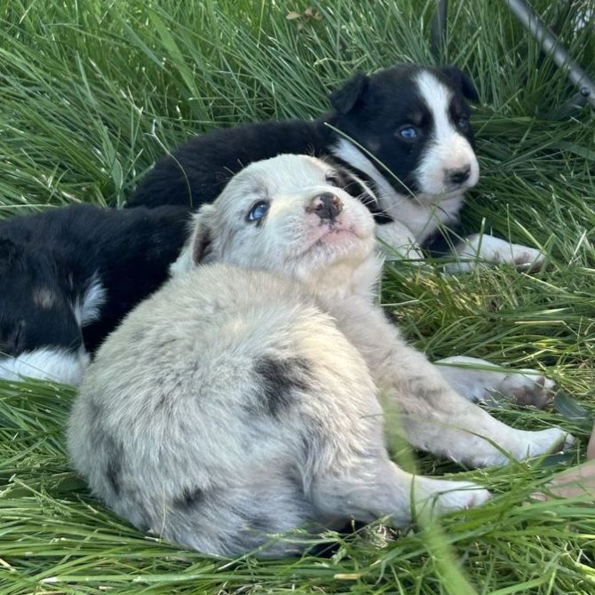 Border Collie Australian Shepherd Pups