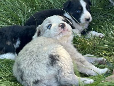 Border Collie Australian Shepherd Pups