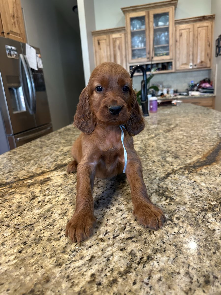 Champion bred Irish setter puppies