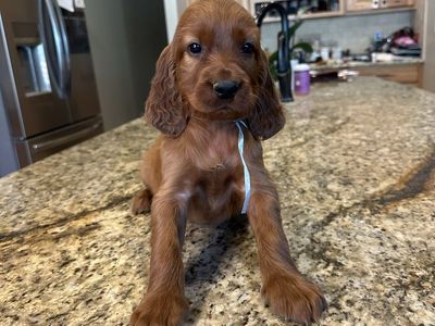 Champion bred Irish setter puppies