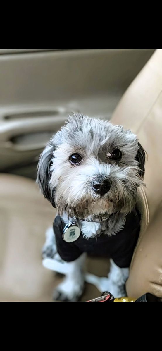 Sweet 1 Y/O Yorkie/Schnauzer Mix – Potty Trained