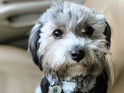 Sweet 1 Y/O Yorkie/Schnauzer Mix – Potty Trained